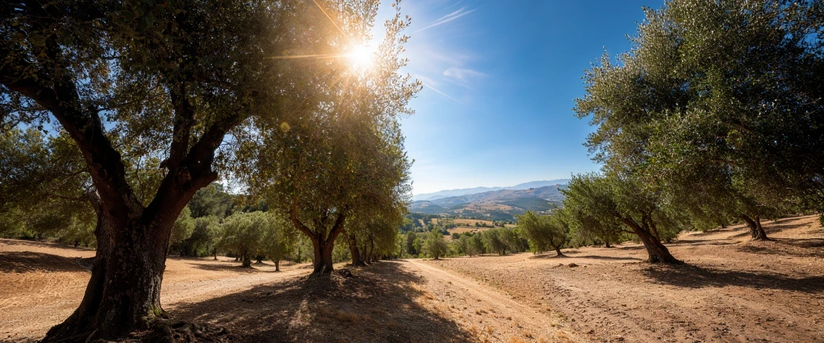The bright sun shines over a traditional Greek olive grove, where gnarled trees thrive on rolling, golden hills, a timeless landscape sustained by Geofos agricultural practices.