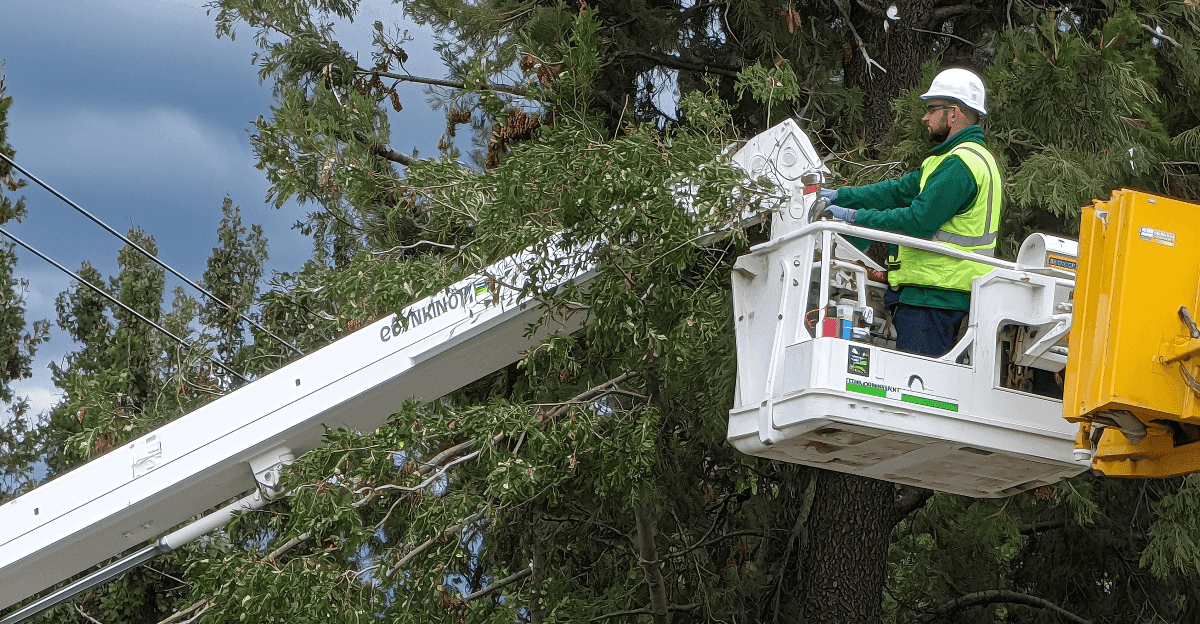 A Geofos technician, wearing a hard hat and safety vest, operates a hydraulic pruning tool from a cherry picker to trim large evergreen trees in Nea Smyrni as part of an autumn maintenance schedule.