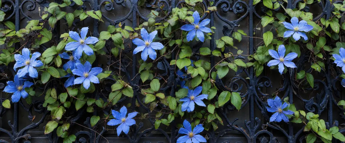 A close-up of a flowering clematis vine with brilliant blue blossoms and green leaves woven through an elegant iron gate in a Nea Smyrni garden maintained by Geofos.