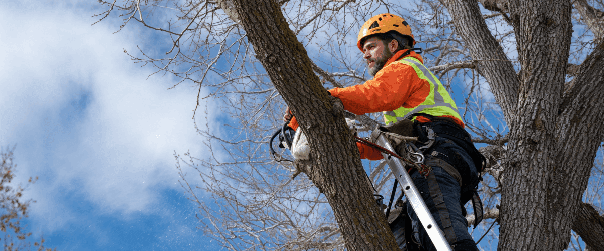 A certified Geofos arborist in full safety gear, including a helmet and harness, uses a chainsaw to perform seasonal pruning on a large tree in Nea Smyrni against a bright blue sky.